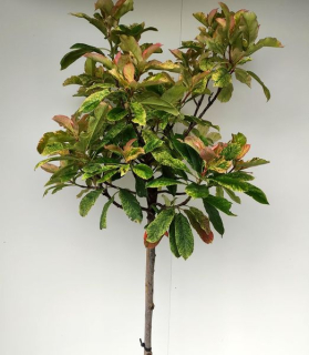 Photinia Fraseri Pinky Crispy 80cm kmeň